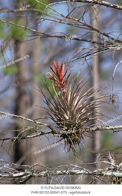AirPlant-Epiphyte Guzmania monostachia Growing on branch, Big Cypress National Preserve