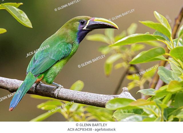 Emerald Toucanet (Aulacorhynchus prasinus) perched on a branch in Costa Rica