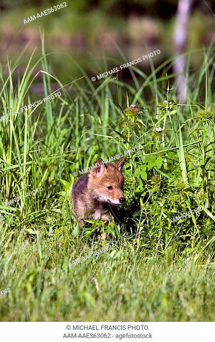 Coyote (Canis latrans) young pup during late spring in tall vegetation Sandstone Minnesota, captive