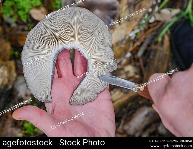 11 January 2023, Brandenburg, Drebkau: The winter mushroom species oyster mushroom shows mushroom consultant Lutz Helbig in his hand