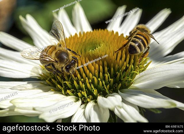 Honey bees (Apis mellifera) collecting nectar on white-flowered coneflower (Echinacea purpurea), Baden-Württemberg, Germany, Europe