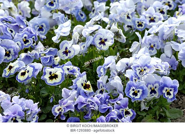Blue Pansies (Viola)