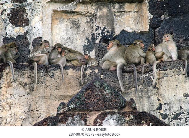 Monkeys sleep over a temple in Lopburi, thailand