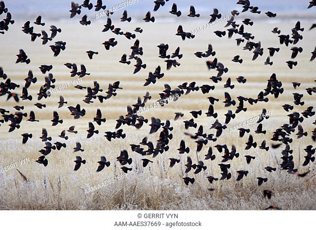 Winter flock of Red-winged Blackbirds (Agelaius phoeniceus) in flight. Lower Klamath National Wildlife Refuge, Siskiyou County, California. December