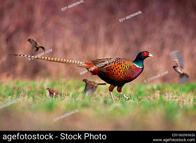 Common pheasant, phasianus colchicus, walking on meadow in springtime nature. Brown bird with green head moving on field in spring