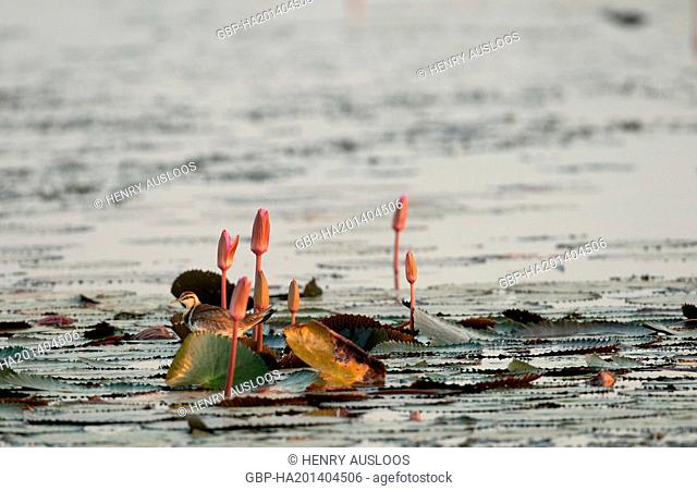 Thailand, Pheasant-tailed Jacana, Hydrophasianus chirurgus, pink lilies, 09/03/2014