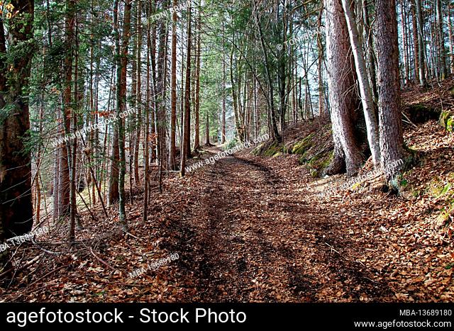 Forest path near Kaltenbrunn, slowly spring creeps into the valley, atmospheric, Europe, Germany, Bavaria, Upper Bavaria, district Garmisch-Partenkirchen