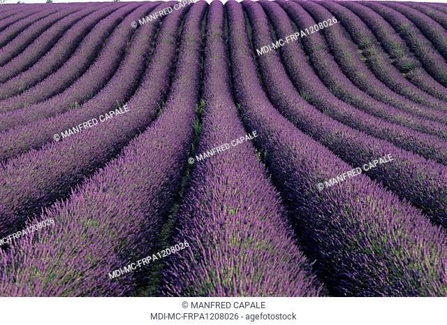 Lavender fields on the plateau of Valensole