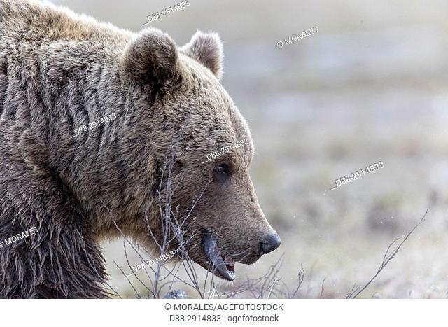 Europe, Finland, Kuhmo area, Kajaani, Brown bear (Ursus arctos horribilis)