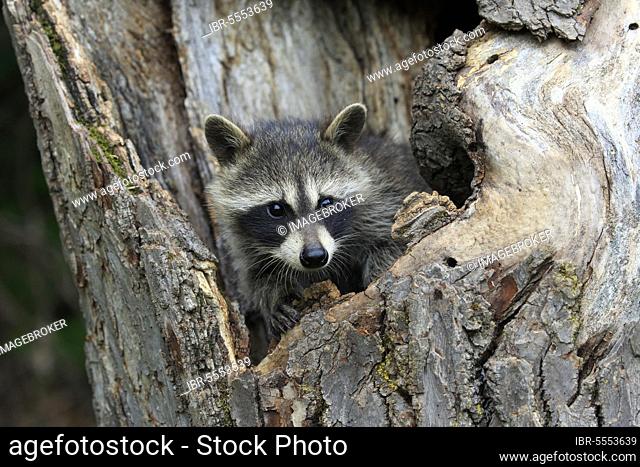 Raccoon (Procyon lotor), raccoon, juvenile, Pine County, Minnesota, North America, USA, North America