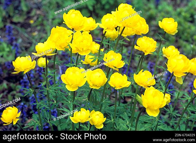 Trollblume, Trollius europaeus, Fruehjahrsblume, gelbe Bluete, Wasserpflanzen -