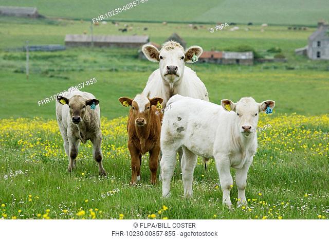 Domestic Cattle, beef cow with three calves, standing in pasture with flowering buttercups, Mainland, Orkney, Scotland, june