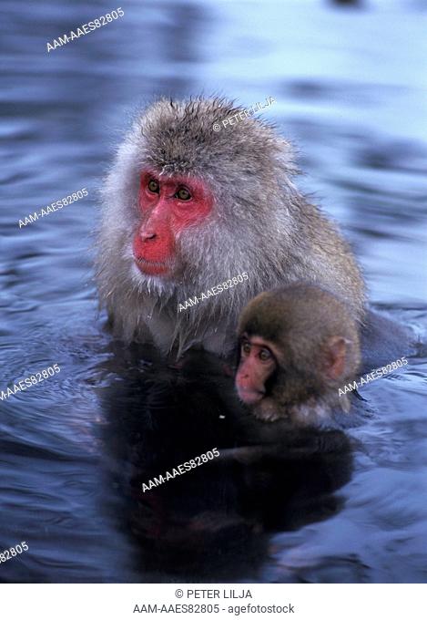 Japanese Macaque with young bathing (Macaca fuscata), Jigokudani, Honshu, Japan