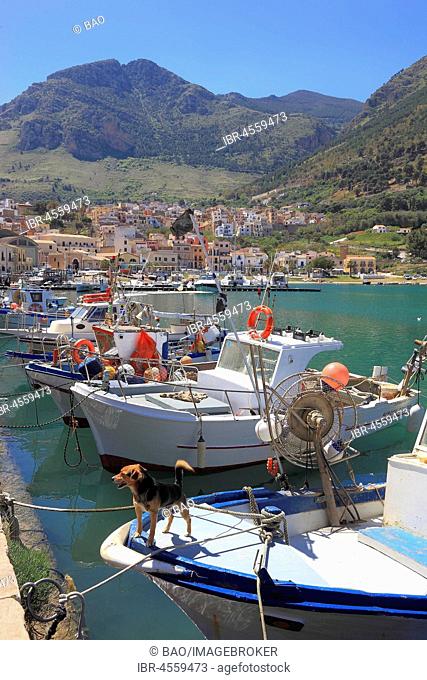 Boats in fishing port, Castellammare del Golfo, Trapani province, Sicily, Italy