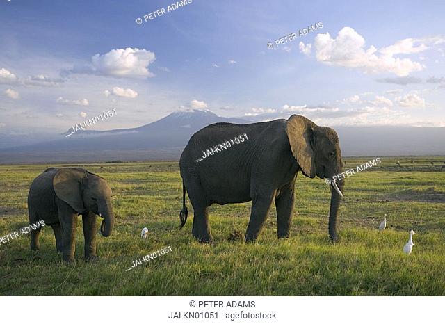 Elephant, Mt  Kilimanjaro, Masai Mara National Park, Kenya