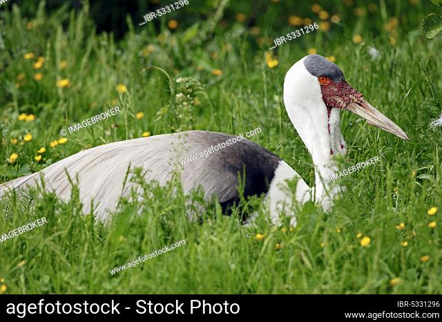 Wattled Crane (Grus carunculatus) on nest