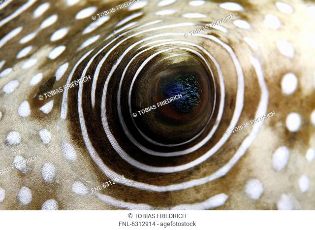 Eye of a White-spotted puffer fish, Arothron hispidus, near Marsa Alam, Egypt, Red Sea, underwater shot