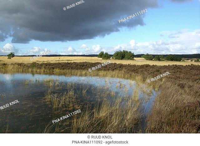 Purple Moor-grass Molinia caerulea - Kroondomein Hoog Soeren, Asselse heide, Veluwe, Guelders, The Netherlands, Holland, Europe