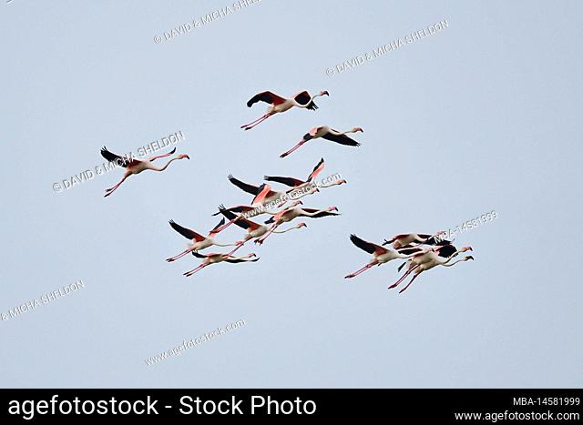 Pink flamingo (Phoenicopterus roseus), group, flying, sideways, sky, Camargue, France, Europe