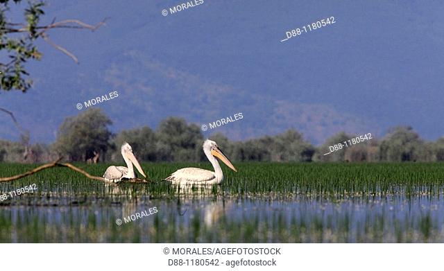Dalmatian pelicans  Kerkini lake  Greece
