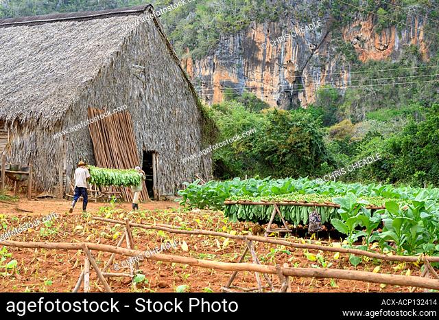 Harvesting tobacco, Vinales, Pinar del Rio Province, Cuba