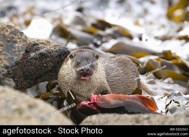 European otter (Lutra lutra), European otter, Marten species, Predators, Mammals, Animals, European otter adult female, feeding on lumpsucker (Cyclopterus...