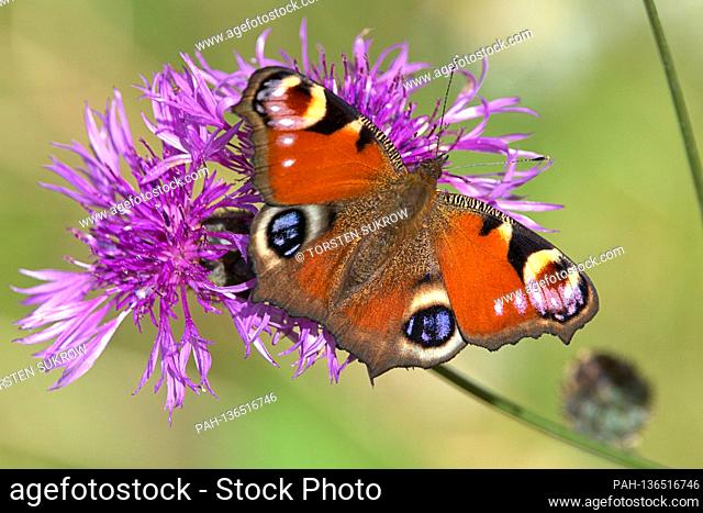 10/17/2020, Schleswig, a peacock butterfly (Aglais io) on a meadow knapweed (Centaurea jacea) on a sunny autumn day. The beautiful butterfly can no longer find...