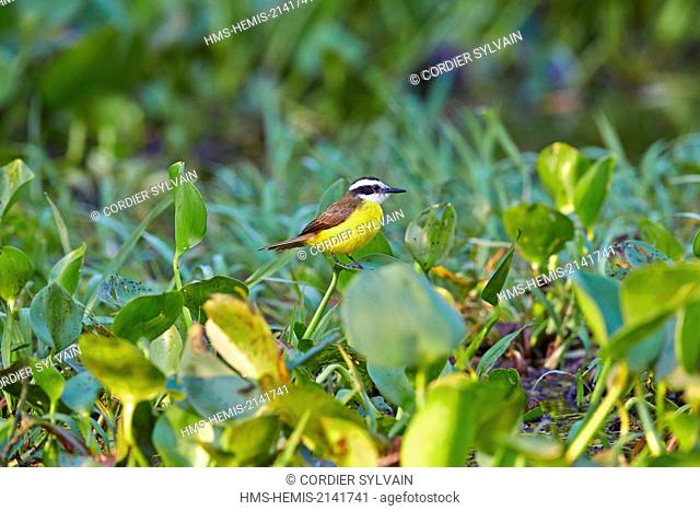 Brazil, Mato Grosso, Pantanal region, Lesser Kiskadee (Philohydor lictor), adult, perched