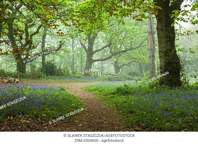 Misty spring morning in a West Sussex woodland, England
