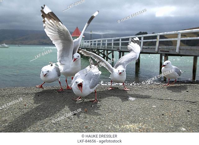 Seagulls at pier in Akaroa, Bank`s Peninsula, east of Christchurch, eastcoast, South Island, New Zealand
