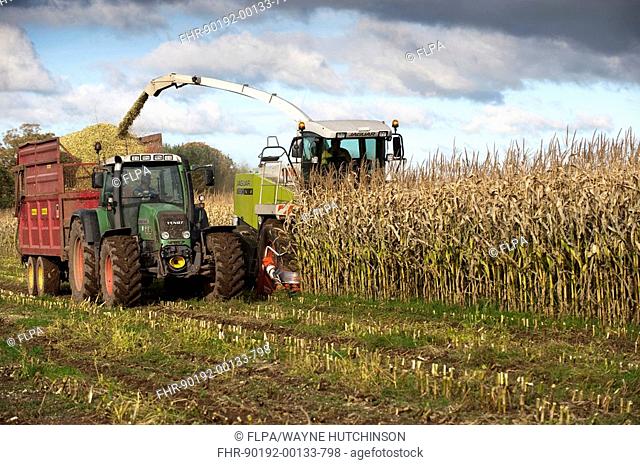Maize Zea mays crop, Claas 890 self-propelled forage harvester, harvesting silage, loading tractor and trailer, England