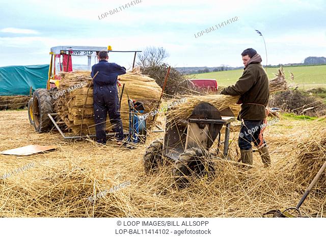 Reedcutters at work preparing bundles of reeds for thatching