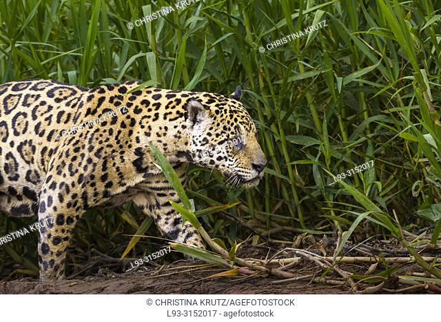 Adult Jaguar (Panthera onca) with an injured eye, Pantanal, Mato Grosso, Brazil