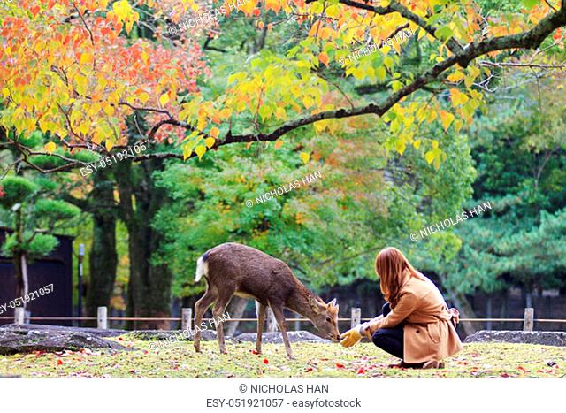 Nara, Japan - Nov 21, 2013. Japanese deer playing at Nara Park with red maple leaves tree on autumn season as background