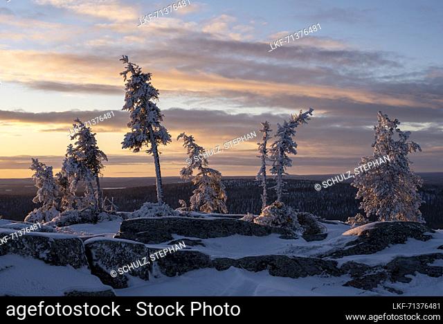 Sunset on the SÃ¤rkitunturi, icy conifers, tree line, Muonio, Lapland, Finland