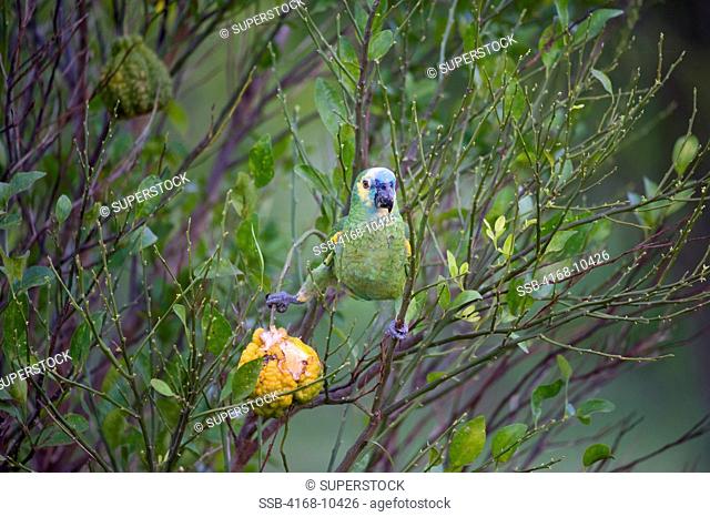 Brazil, Southern Pantanal, Caiman Ranch, Blue-Fronted Parrot Amazona Aestiva Feeding On Fruit
