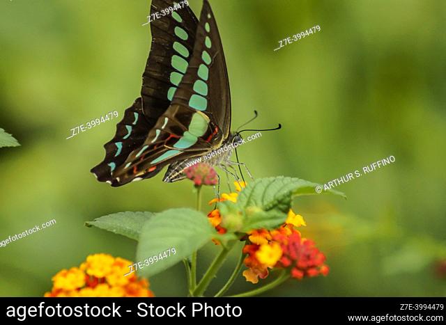 Graphium sarpedon (common bluebottle/triangle butterfly) sipping nectar from lantana flower cluster (umbel), closed wings, macro. Chengdu, China