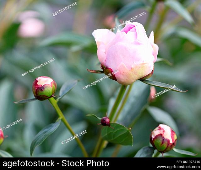 Rosa Pfingstrose im Garten in Blüte