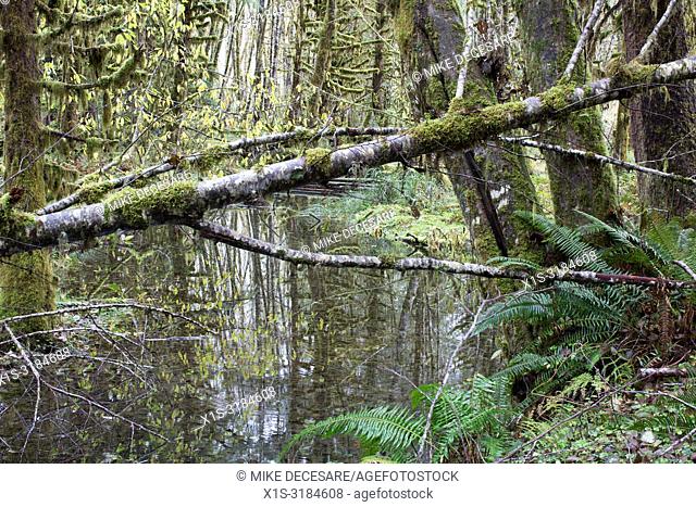 Maple Glade is a Old Growth forest trail in Olympic National Park, in Washington
