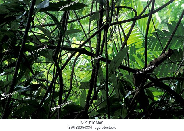 rainforest, Dominica