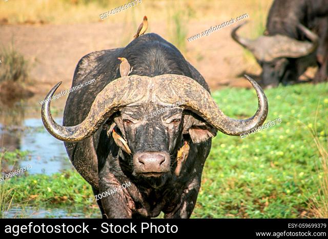 Starring Buffalo with Red-billed oxpeckers in the Kruger National Park, South Africa