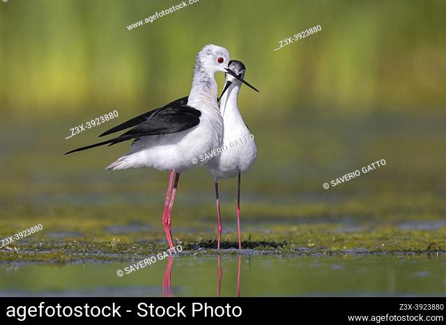 Black-winged Stilt (Himantopus himantopus), couple displaying in a marsh, Campania, Italy