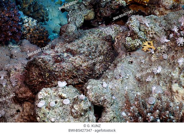 reef stonefish, poison toadfish, stonefish (Synanceia verrucosa), at coral reef, Egypt, Red Sea, Hurghada