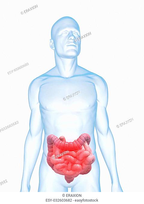 3d rendered illustration of a human body shape with highlighted colon and small intestines