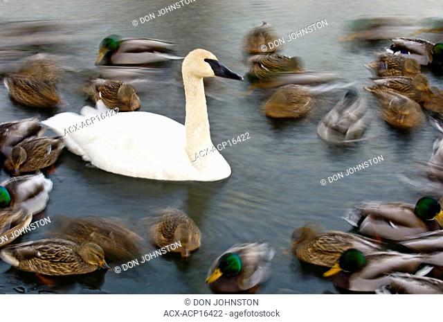Mallard duck Anas platyrhynchos flock swimming around trumpeter swan in open water of Junction Creek in winter, Sudbury, Ontario