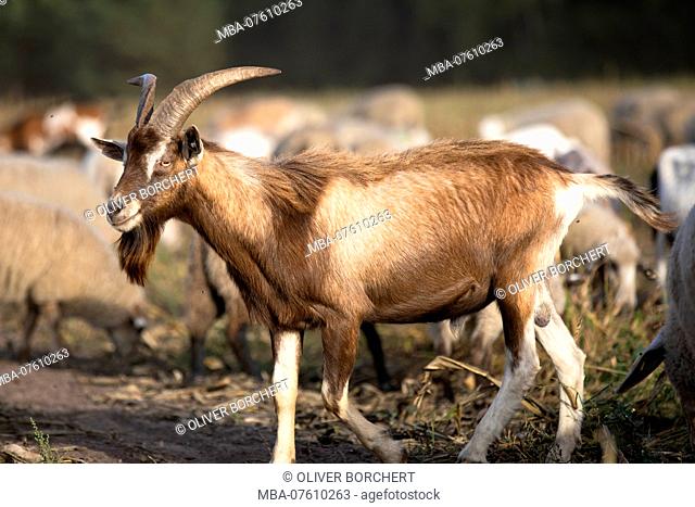 Germany, Mecklenburg-Western Pomerania, billy goat