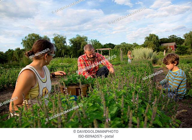Family working together on herb farm