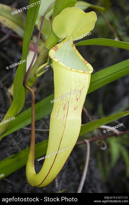 Pitcher plant, Nepenthes macfarlanei, Cameron Highlands, Pahang, Malaysia