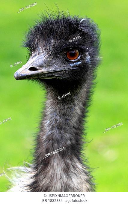 Emu (Dromaius novaehollandiae), male, portrait, Australia