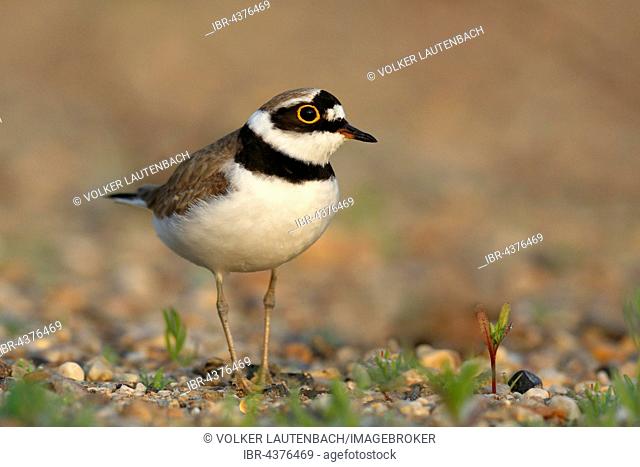 Little ringed plover (Charadrius dubius), Middle Elbe Biosphere Reserve, Saxony-Anhalt, Germany